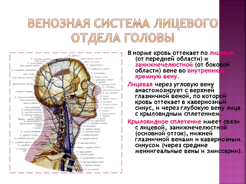Венозная система лицевого отдела головы В норме кровь оттекает по лицевой (от передней области) Венозная система лицевого отдела головы В норме кровь оттекает по лицевой (от передней области)